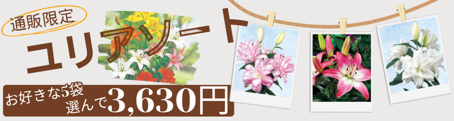 ゆり球根よりどり販売