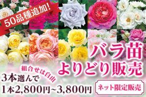 バラよりどり
