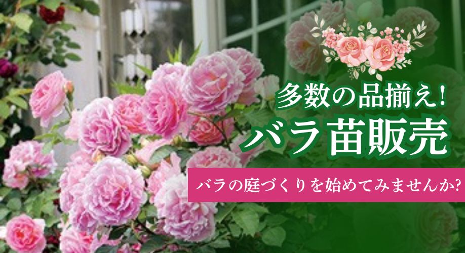 バラ苗
