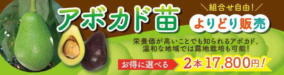 アボカドよりどり販売