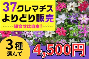クレマチスよりどり販売