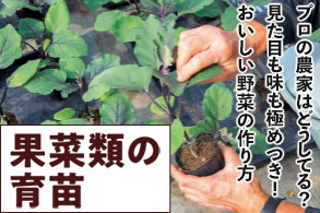 果菜類の育苗