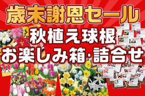 お得球根