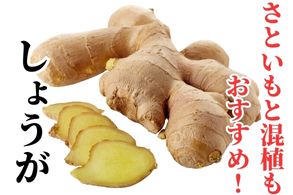 しょうが