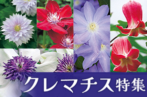 クレマチス