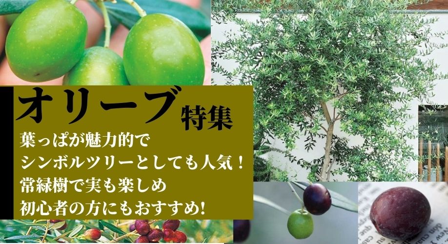 オリーブ特集