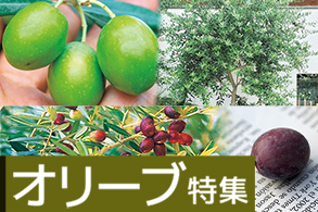 オリーブ