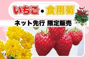 【いちご・食用菊】