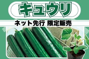 【キュウリ】