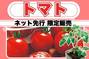 【トマト】