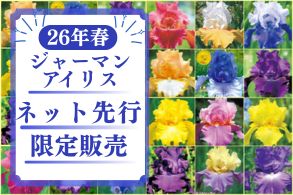 【ジャーマンアイリス】