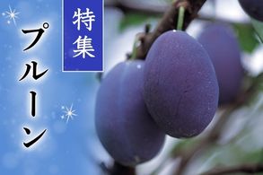 プルーン