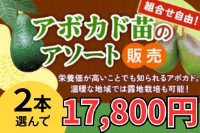 アボカドよりどり
