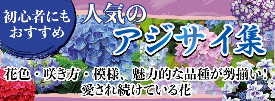 26春あじさい集