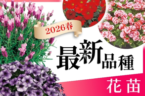 最新品種【花苗】