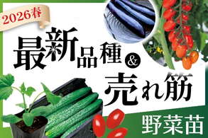 最新品種＆売れ筋 【野菜苗】