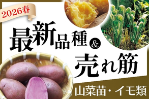 最新品種＆売れ筋 【イモ類･山菜苗】