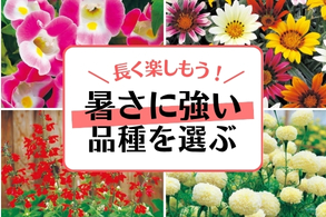 【暑さに強い】