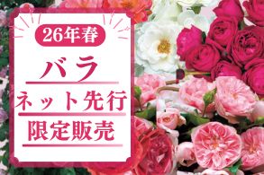 【バラ】