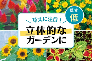 【草丈別【低】】