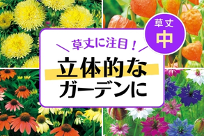 【草丈別【中】】