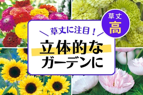 【草丈別【高】】