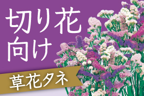 切り花向け草花