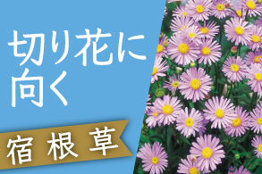 切り花に向く宿根草