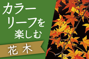 カラーリーフ
