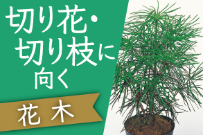 切り花・切り枝に向く花木