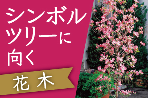 シンボルツリーに向く