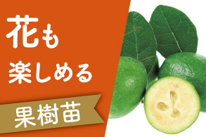 実も花も楽しむ