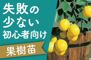 失敗の少ない初心者向け果樹