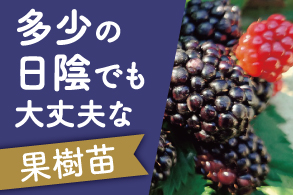 多少の日陰でも大丈夫な果樹