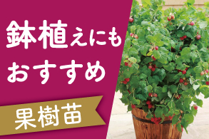 鉢植えにもおすすめ果樹