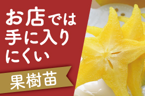 お店では手に入りにくい珍しい果樹