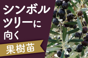 シンボルツリーに向く果樹