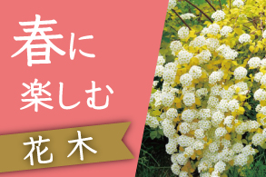 春に楽しむ花木