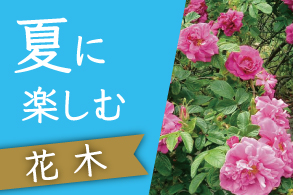 夏に楽しむ花木