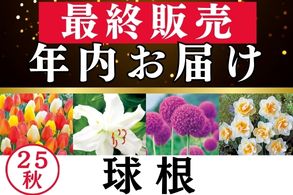 最終販売年内お届け