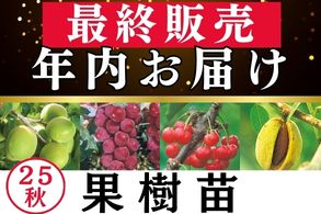 年内お届最終販売【果樹苗】