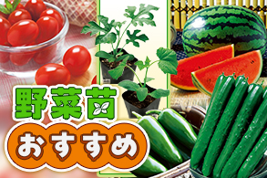 野菜苗おすすめ