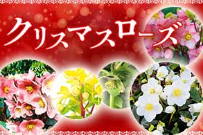 クリスマスローズ