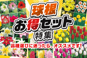 お得球根