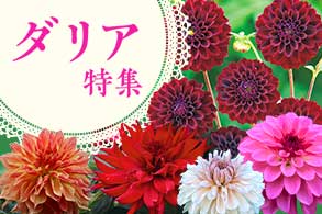 ダリア