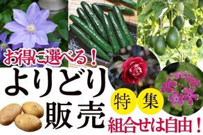 よりどり販売