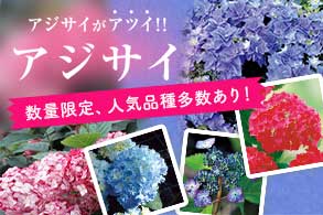 アジサイ