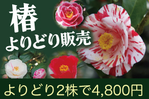 つばきよりどり