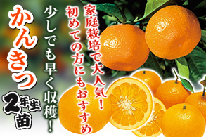 かんきつ2年生