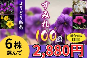 すみれよりどり販売